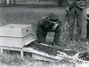Egy csoport állattartó, köztük Brown, egy méhraj költöztetése, Londoni Állatkert, 1926. július alkotó: Frederick William Bond