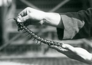 Egy állattartó, aki egy óriási százlábút tart a kezében, Londoni Állatkert, 1927 alkotó: Frederick William Bond