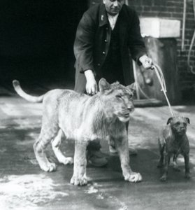 Egy állattartó kutyát és fiatal oroszlánt sétálni, Londoni Állatkert, 1925. augusztus (f/w fotó) alkotó: Frederick William Bond