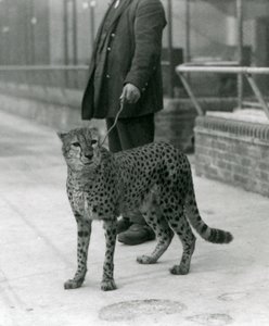 Egy őr gepárddal az élen, a londoni állatkert alkotó: Frederick William Bond