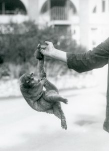 Egy kinkajou, amely az őrző ujjára függesztett a markoló farkánál fogva, Londoni Állatkert, 1925. szeptember alkotó: Frederick William Bond
