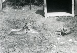 Egy oroszlánkölyök hever a pázsiton, egy nyitott faláda közelében, házimacskával, Londoni Állatkert, 1925. július alkotó: Frederick William Bond