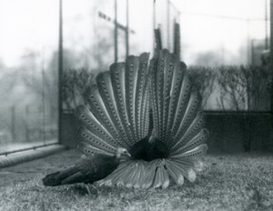 Egy hím Argus Fácán Nagy Argus udvarlási bemutató, mellette egy nőstény, Londoni Állatkert, 1926. január