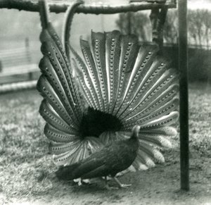 Egy hím Argus Fácán Nagy Argus udvarlási bemutató, mellette egy nőstény, Londoni Állatkert, 1926. január alkotó: Frederick William Bond