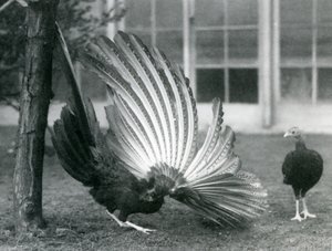 Egy hím Argus-fácán, vagy Nagy Argus, szárny- és farktollait mutatja, míg egy nőstény áll előtte, Londoni Állatkert, 1926. január alkotó: Frederick William Bond