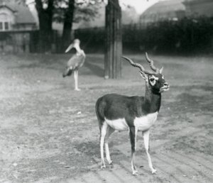 Egy hím blackbuck vagy indiai antilop a londoni állatkert kifutójában áll, 1926. október (f/w fotó) alkotó: Frederick William Bond