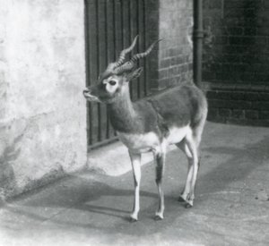 Egy hím Blackbuck a londoni állatkert kikertjében állt 1925 júniusában alkotó: Frederick William Bond
