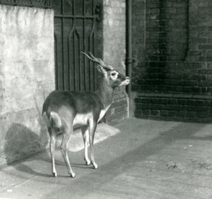 Egy hím Blackbuck a londoni állatkert kikertjében állt 1925 júniusában alkotó: Frederick William Bond