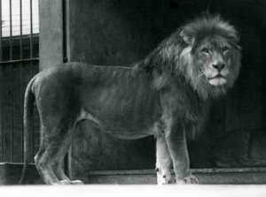 Egy hím oroszlán a londoni állatkertben, 1924. június alkotó: Frederick William Bond
