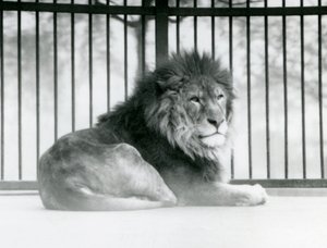 Egy hím oroszlán a londoni állatkert kikertjében pihent 1925 márciusában (f/w fotó) alkotó: Frederick William Bond