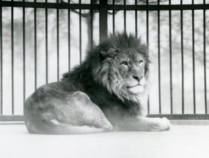 Egy hím oroszlán a londoni állatkert kikertjében pihent 1925 márciusában alkotó: Frederick William Bond