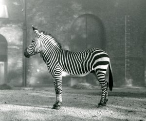 Egy hím hegyi zebra x Hartmann-hegyi zebra a londoni állatkert karámjában állt 1927 szeptemberében alkotó: Frederick William Bond