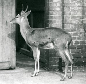 Egy hím SouthernCommon Reedbuck vagy Reitbok az antilopház ajtaja előtt áll, a londoni állatkertben, 1927. október 6. alkotó: Frederick William Bond