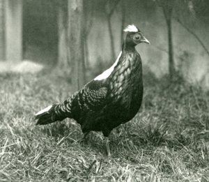 Egy hím Swinhoes-fácán a londoni állatkertben, 1923. szeptember alkotó: Frederick William Bond