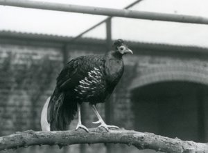 A londoni állatkert vízszintes ágán álló hím Veilot