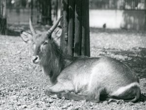 Egy hím Waterbuck, Kobus ellipsiprymnus, a londoni állatkert kikertjében ül, 1920-as években alkotó: Frederick William Bond