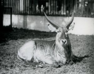 Egy hím Waterbuck a füvön feküdt karámjában a londoni állatkertben 1928-ban (f/w fotó) alkotó: Frederick William Bond