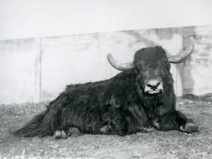 Egy hím jak a londoni állatkert kikertjében feküdt 1928-ban (f/w fotó) alkotó: Frederick William Bond