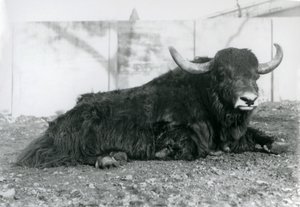 Egy hím jak feküdt a londoni állatkert kikertjében 1928 augusztusában (f/w fotó) alkotó: Frederick William Bond
