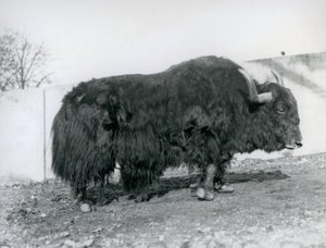 Egy hím jak a londoni állatkert karámjában állt 1928-ban (f/w fotó) alkotó: Frederick William Bond