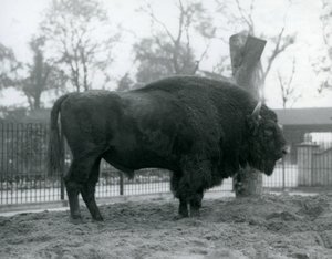 Egy malebull európai bölény áll a füvön a karámjában. Londoni Állatkert, 1927. október. A sebezhető európai bölényt Wisentnek vagy európai erdei bölénynek is nevezik. alkotó: Frederick William Bond