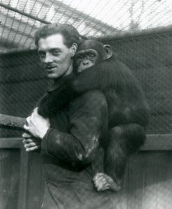 Egy férfi a hátán hordja Sally csimpánzt, Londoni Állatkert, 1924 alkotó: Frederick William Bond