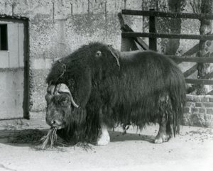 1931-ben a londoni állatkert karámjában eszik egy érett pézsmaökör, más néven pézsmaökör és pézsmaökör, állva (f/w fotó)