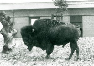Egy majdnem fenyegetett amerikai bölény bivaly bika a karámjában áll a Londoni Állatkertben, 1927 alkotó: Frederick William Bond