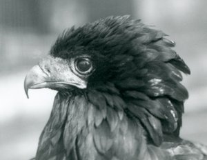 Egy majdnem fenyegetett Bateleur Eagle a londoni állatkertben 1927-ben alkotó: Frederick William Bond