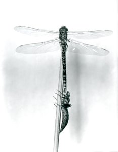 Egy újonnan megjelent aranygyűrűs szitakötő szárítja szárnyait, miközben egy nádon pihen üres lárvahéja vagy exuvia, Londoni Állatkert, 1925 alkotó: Frederick William Bond