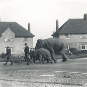 Egy pár indiai elefánt Tilburyből ZSL Whipsnade-be sétál alkotó: Frederick William Bond