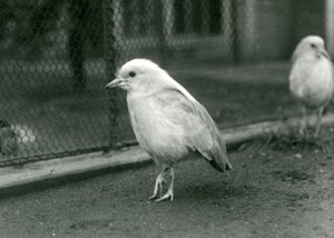 Egy pár kagus vagy Cagous a londoni állatkertben, 1927. alkotó: Frederick William Bond