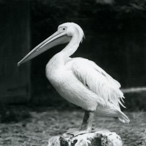Egy pelikán egy fatönkön állt a londoni állatkertben 1925 szeptemberében alkotó: Frederick William Bond
