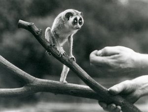 Egy karcsú loris egy állattartó által tartott ágon, Londoni Állatkert, 1926. augusztus alkotó: Frederick William Bond