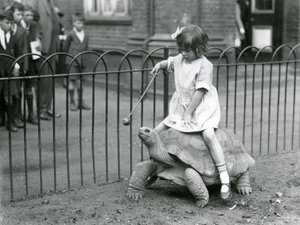 Egy kicsi lány, Betty, egy botot tart, melynek végén alma, hogy vezesse az óriásteknőst, amin lovagol, Londoni Állatkert, 1924 alkotó: Frederick William Bond