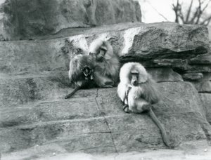 Három felnőtt és egy bébi szent páviánból álló kis csoport a londoni állatkert Monkey Hill sziklái között alkotó: Frederick William Bond