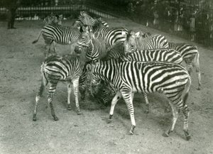 Egy kis Chapmans Zebra csorda, köztük a fiatal londoni állatkert 1923-ban alkotó: Frederick William Bond