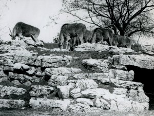 A londoni állatkert ElandAntelope Paddockjában a sziklák között legelésző kis csorda Common Eland 1925 júniusában alkotó: Frederick William Bond