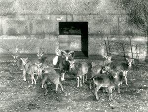 Egy kis mufloncsorda a londoni állatkertben 1926 novemberében alkotó: Frederick William Bond
