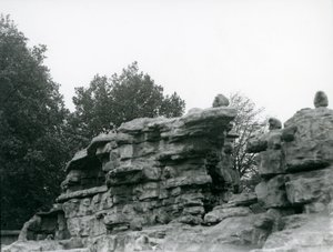 Egy csapat szent pávián a londoni állatkert „Monkey Hill” sziklái között alkotó: Frederick William Bond