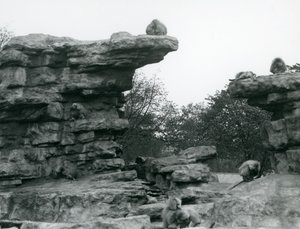Egy csapat szent pávián a londoni állatkert „Monkey Hill” sziklái között alkotó: Frederick William Bond