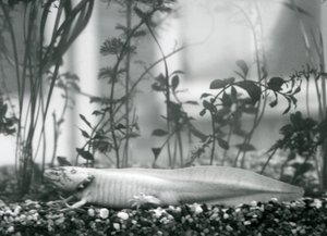 Egy fehér Axolotl/mexikói szalamandra kavicson nyugszik egy tartály padlóján a londoni állatkertben 1928-ban (f/w fotó)