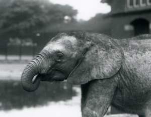 Fiatal afrikai elefánt, a törzs végével a szájában, Londoni Állatkert, 1925. augusztus alkotó: Frederick William Bond