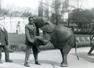 Egy fiatal afrikai törpe elefánt hátsó lábain áll, hogy átölelje afrikai trénerét, miközben az állattartó nézi, Londoni Állatkert, 1925. július alkotó: Frederick William Bond