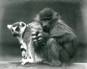 Egy fiatal pávián hozzábújik egy gyűrűsfarkú makihoz egy gerendán, Londoni Állatkert, 1925 alkotó: Frederick William Bond