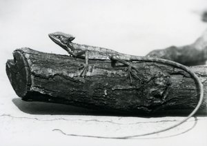 Fiatal baziliszkusz gyík pihent egy rönkön a londoni állatkertben 1928 augusztusában (f/w fotó) alkotó: Frederick William Bond