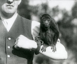 Egy fiatal fekete üvöltő majom ül egy férfi karján, szorító farkával a csuklója köré fonódik, Londoni Állatkert, 1923 (bw fotó) alkotó: Frederick William Bond