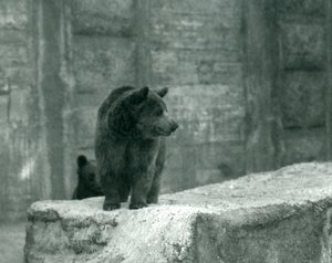 Egy fiatal barna medve a londoni állatkertben, 1914. június alkotó: Frederick William Bond