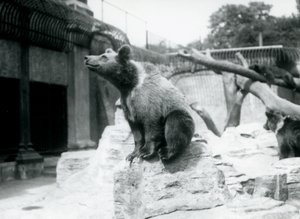 Egy fiatal barnamedve ül egy sziklán az előtérben, egy másik sétál mögötte, a harmadik pedig egy ágon alszik, Londoni Állatkert, 1913. augusztus alkotó: Frederick William Bond