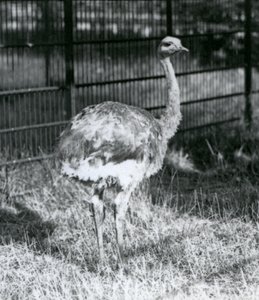 Egy fiatal Darwin/Lesser Rhea füvön áll, a londoni állatkert kerítése mellett alkotó: Frederick William Bond